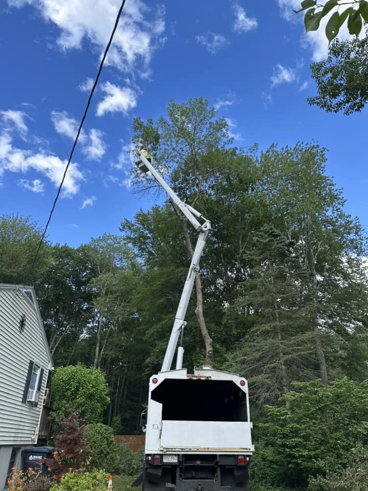 Pine Point Tree Service gallery 2