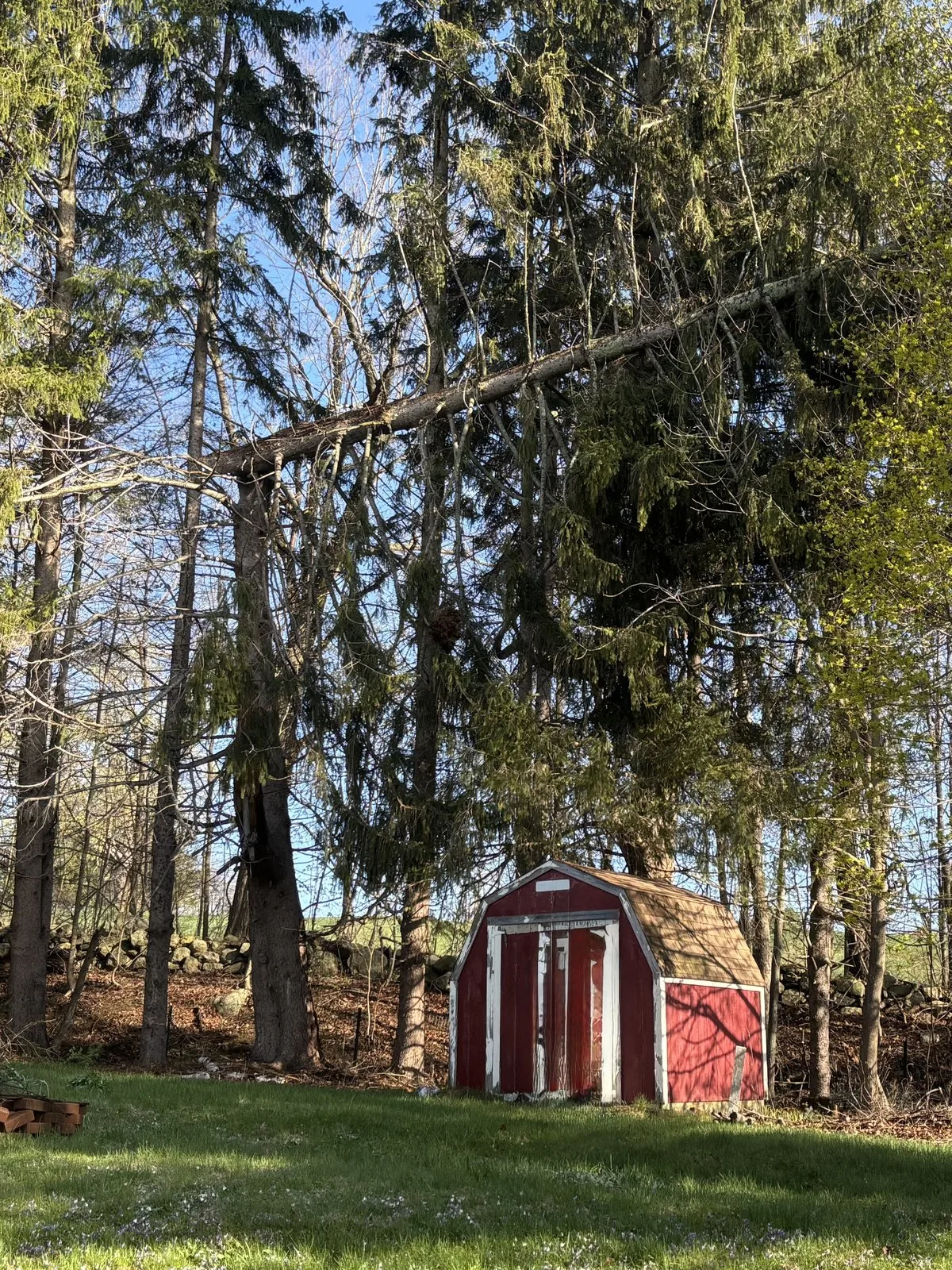 Pine Point Tree Service gallery 3