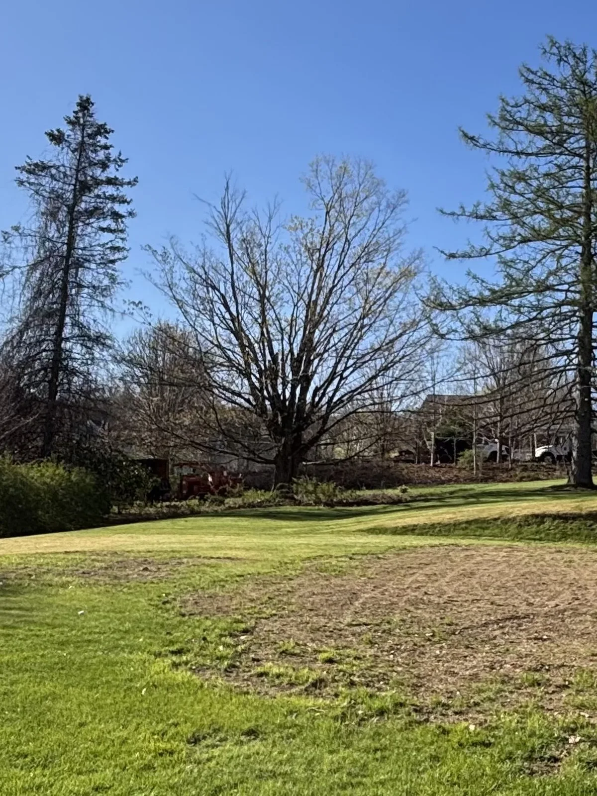 Pine Point Tree Service gallery 5