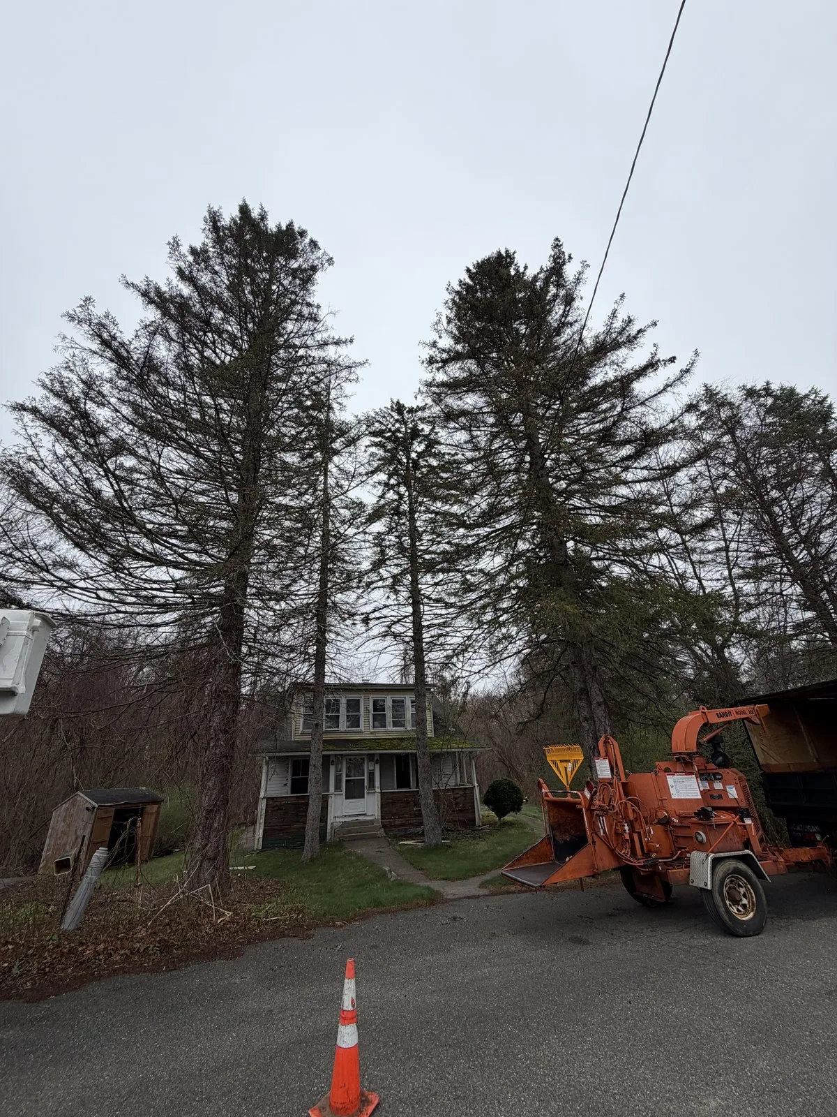 Pine Point Tree Service gallery 7