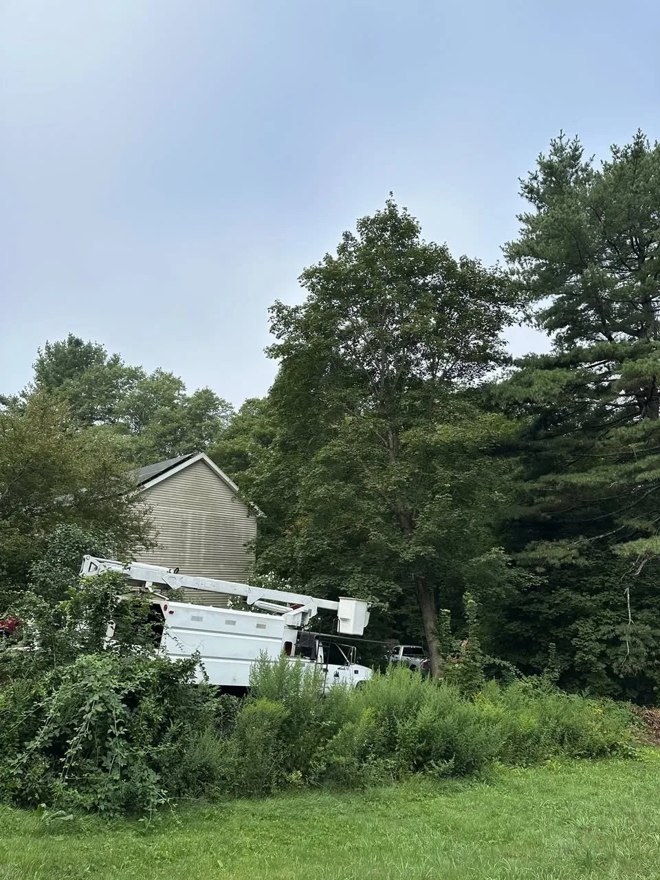 Pine Point Tree Service gallery 9