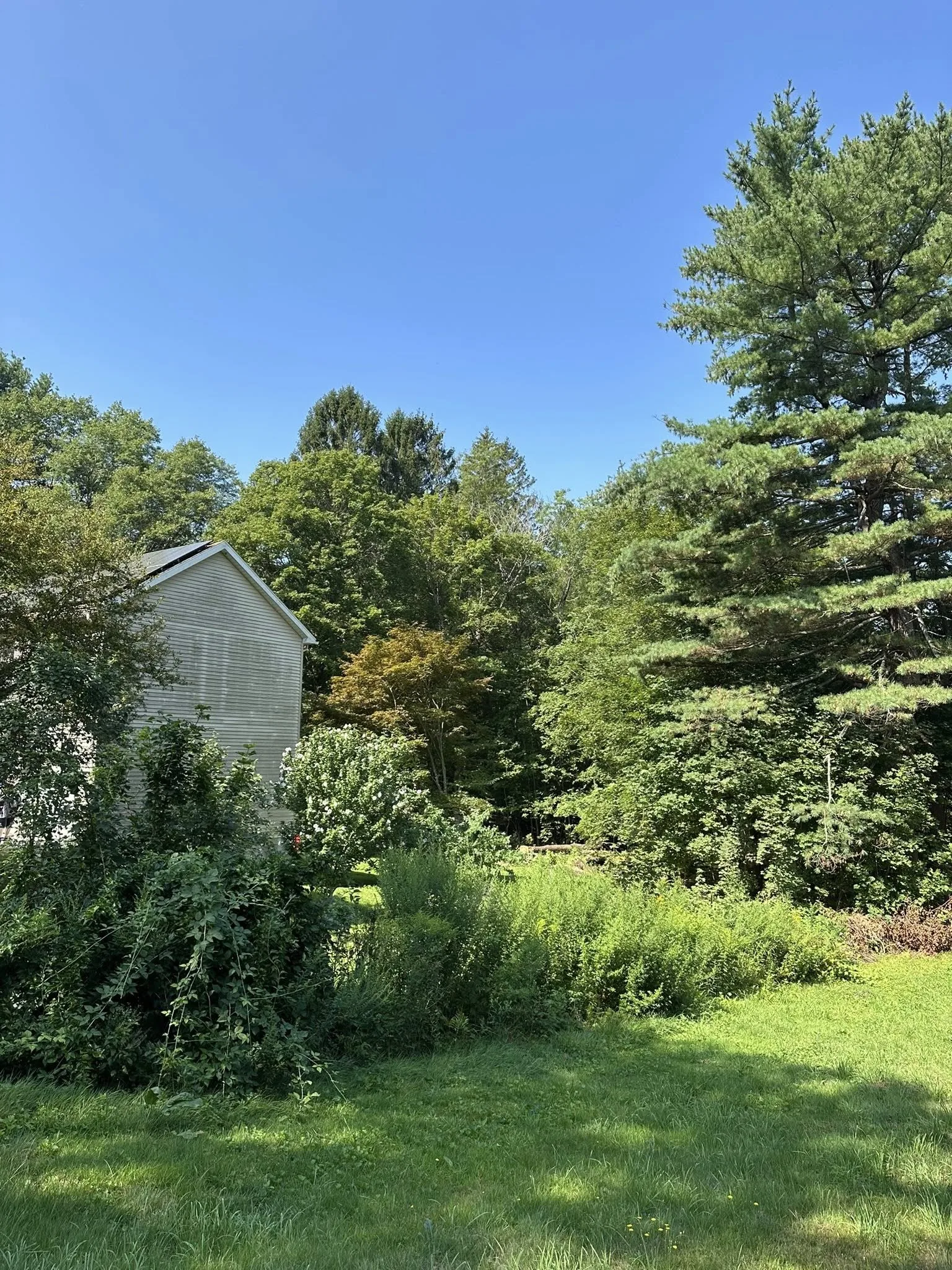 Pine Point Tree Service gallery 10