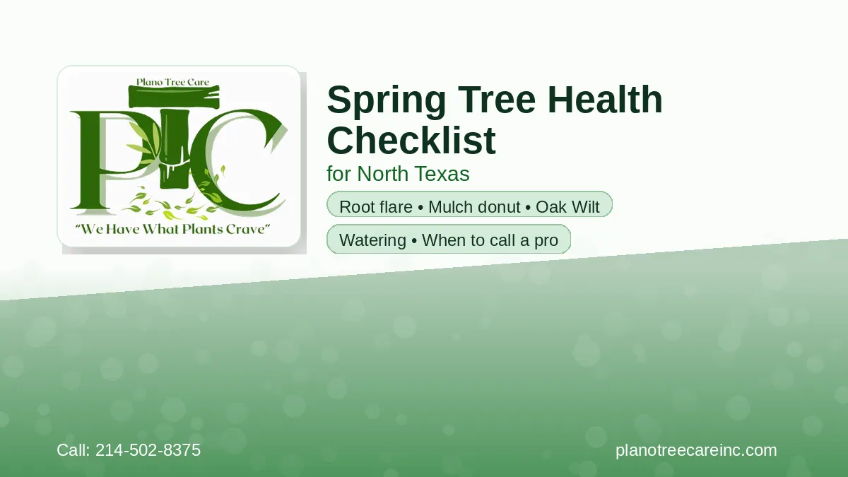Plano Tree Care Inc gallery 6