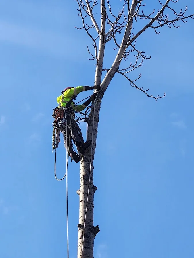 Polar Tree and Engine Care