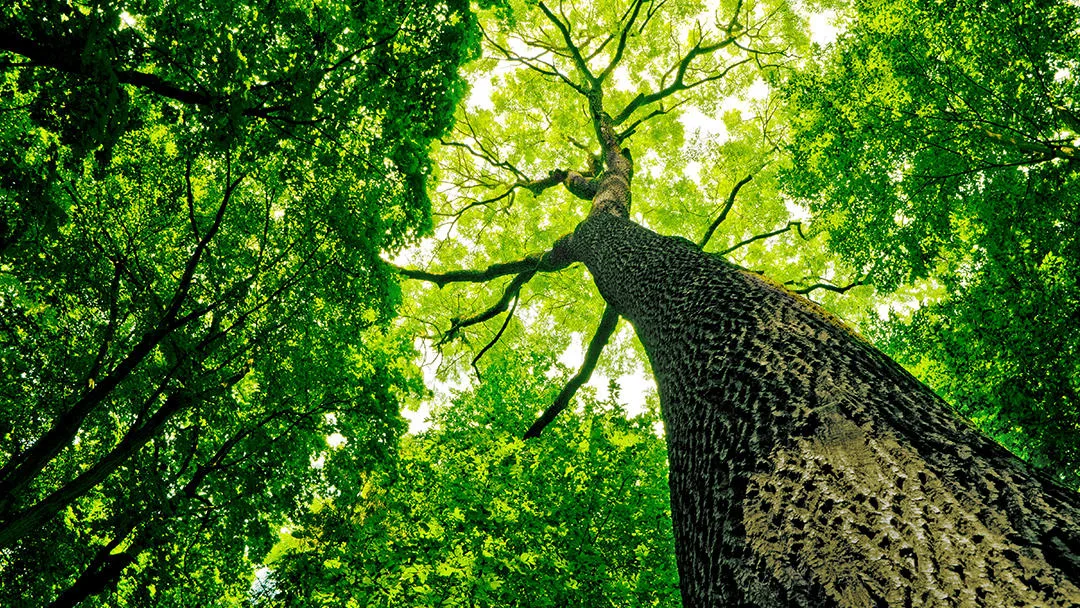 Poor Folks Tree Service, Inc.