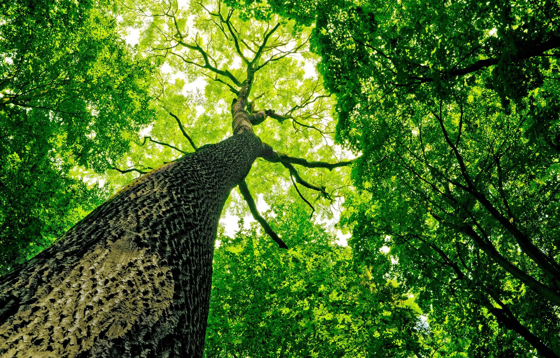 Poor Folks Tree Service, Inc. gallery 3