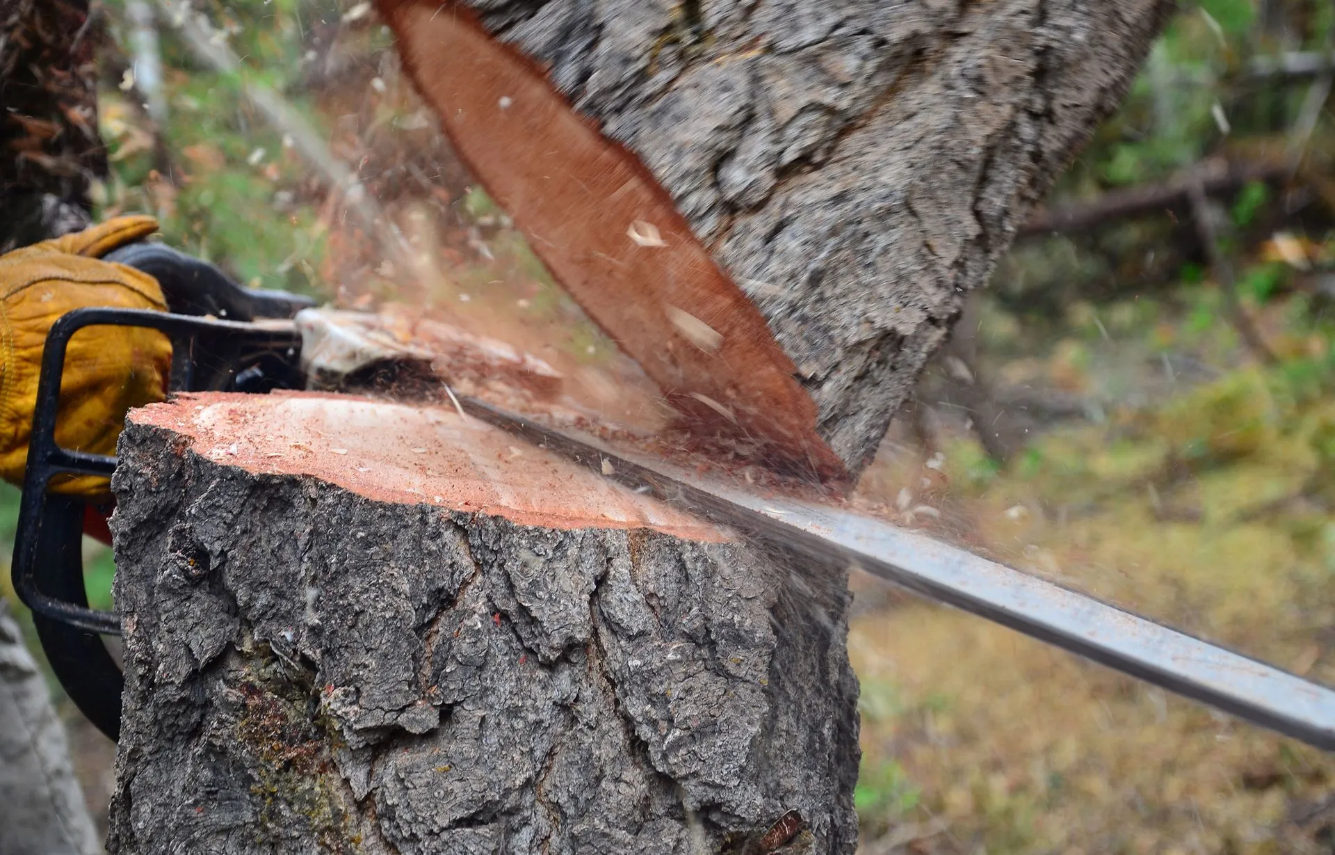 Poor Folks Tree Service, Inc. gallery 6