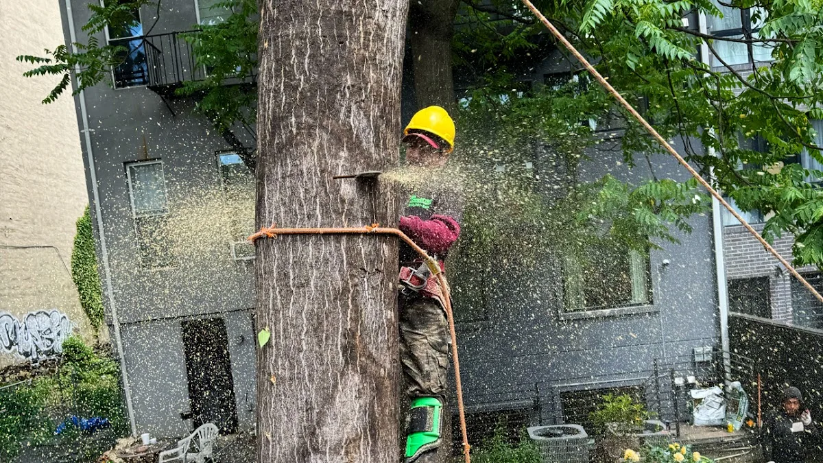 Power Tree Removal LLC