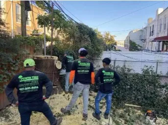 Power Tree Removal LLC gallery 2