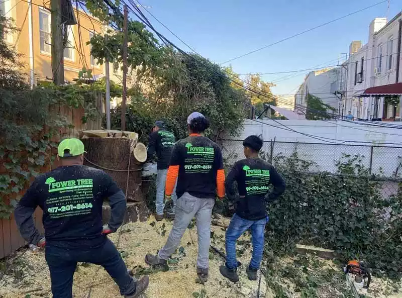 Power Tree Removal LLC gallery 3