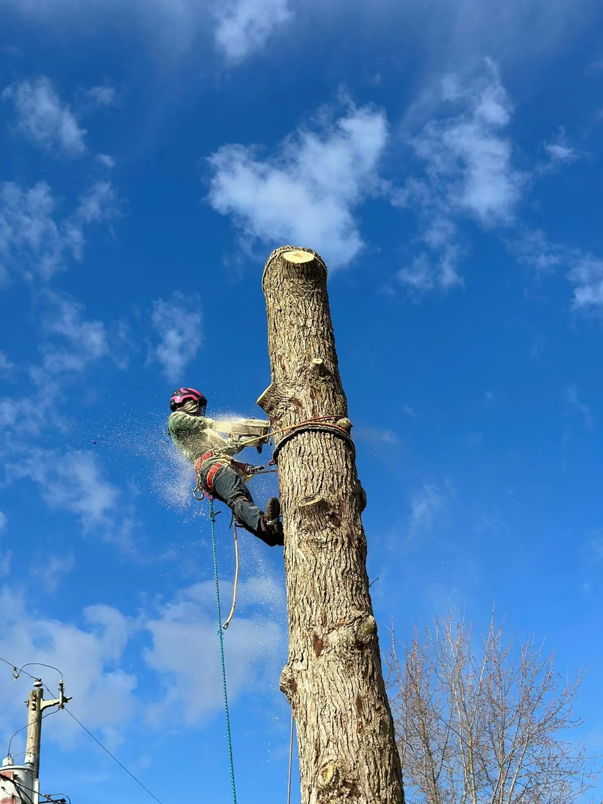 PR Tree Service gallery 7