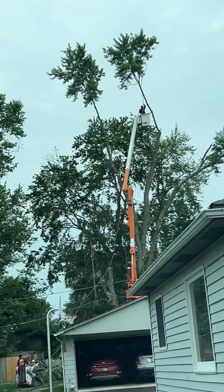 PR Tree Service gallery 8