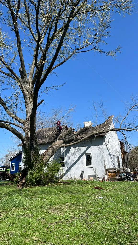 PR Tree Service gallery 10
