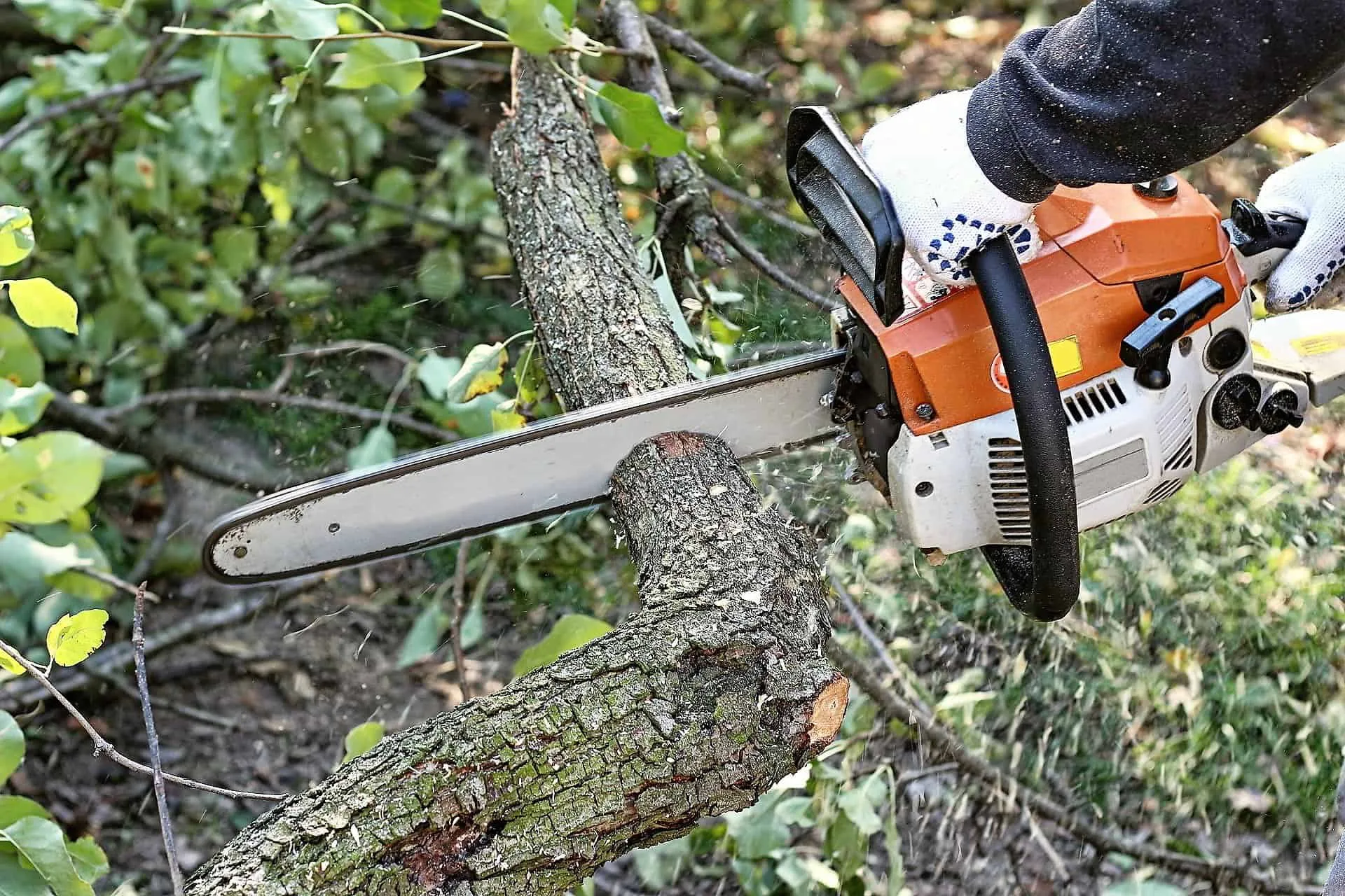 Precision Arborcare llc gallery 3