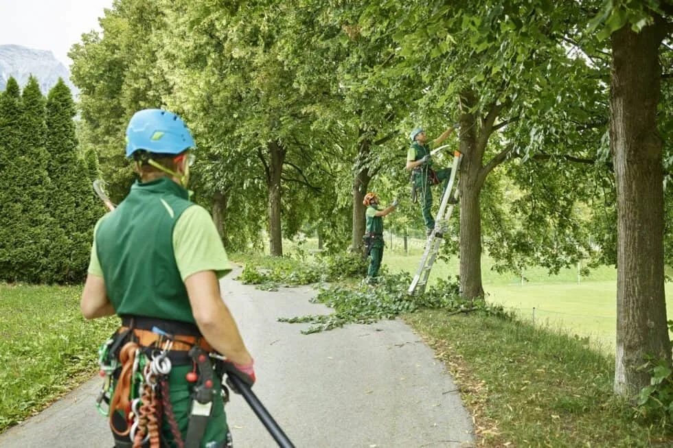Precision Arborcare llc gallery 4