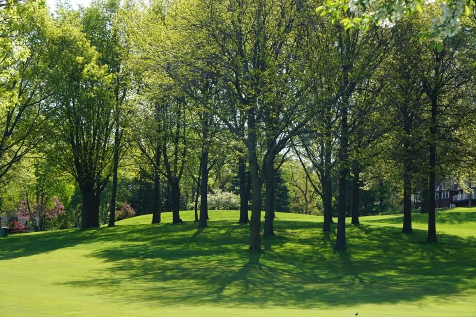 Precision Arborcare llc gallery 5