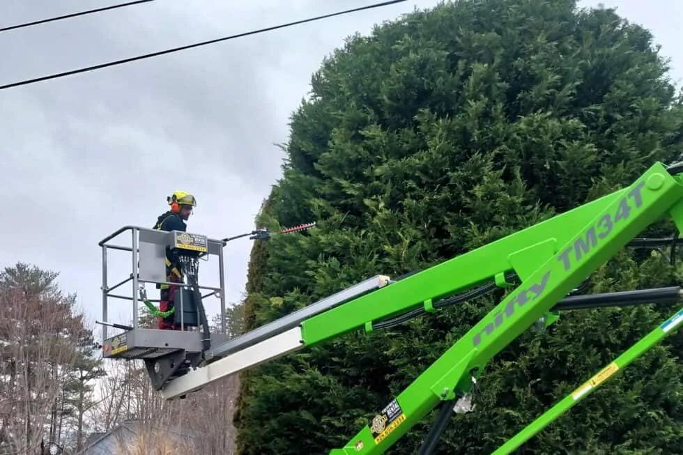 Precision Arborcare llc gallery 6