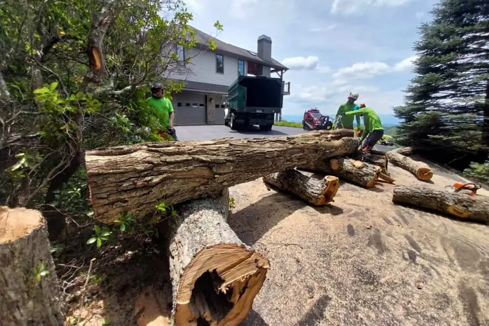 Precision Arborcare llc gallery 7