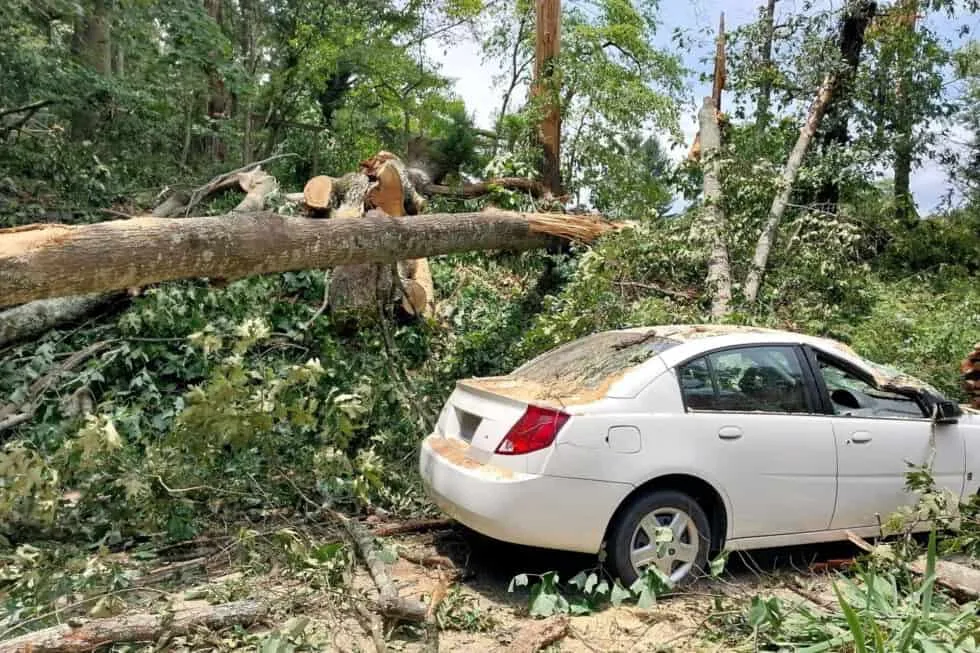 Precision Arborcare llc gallery 9