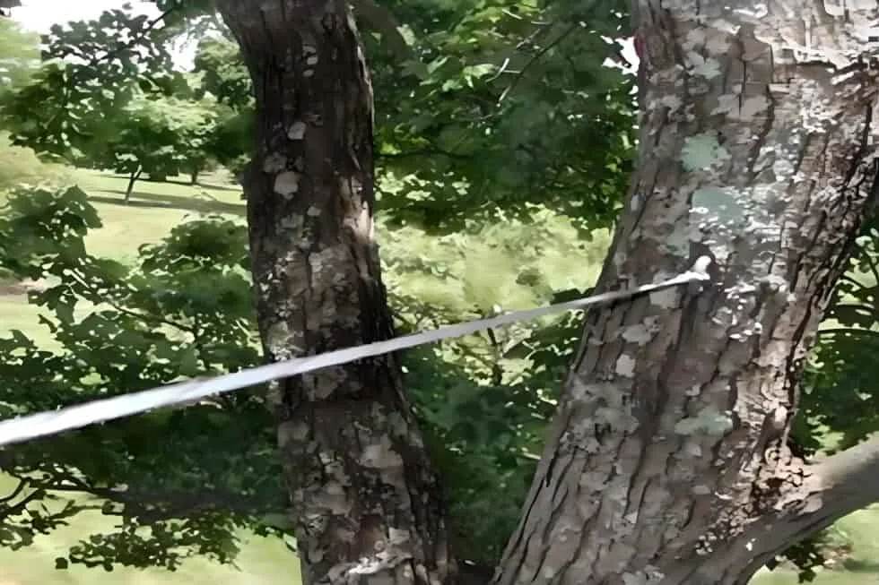 Precision Arborcare llc gallery 10