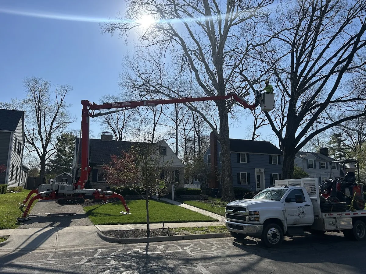 Premier Tree Specialists gallery 2