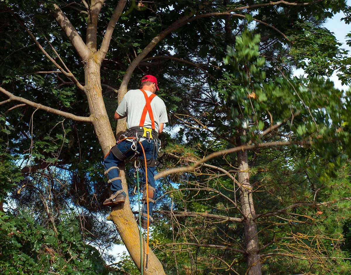 Premier Tree Specialists gallery 3