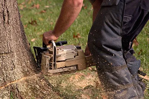 Premier Tree Specialists gallery 4