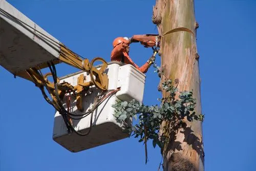 Premier Tree Specialists gallery 5