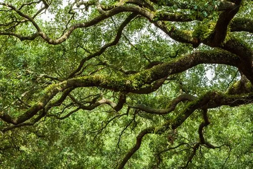 Premier Tree Specialists gallery 6