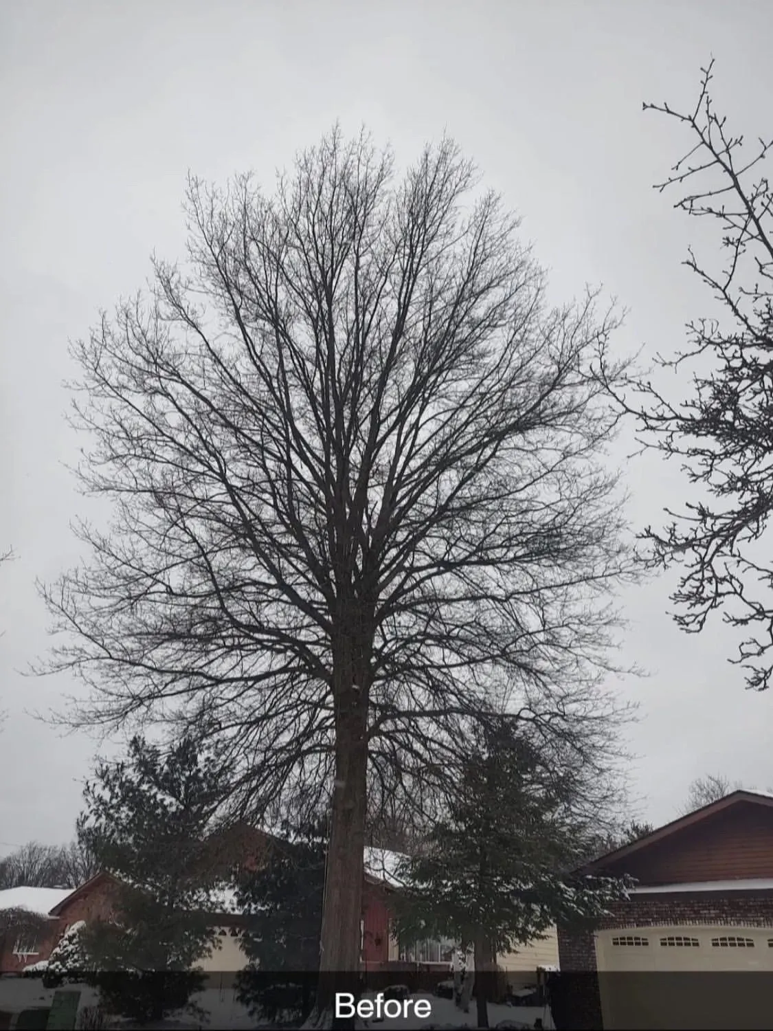 Premier Tree Specialists gallery 3