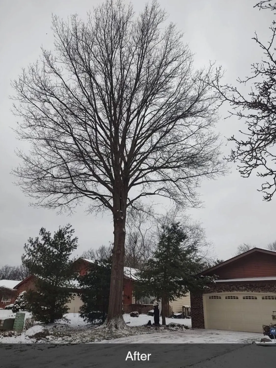 Premier Tree Specialists gallery 4