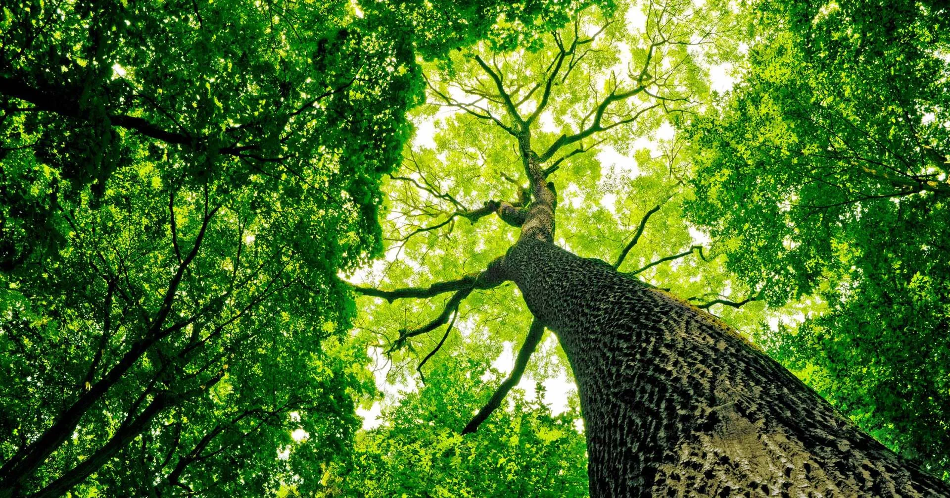 Premier Tree Specialists gallery 6