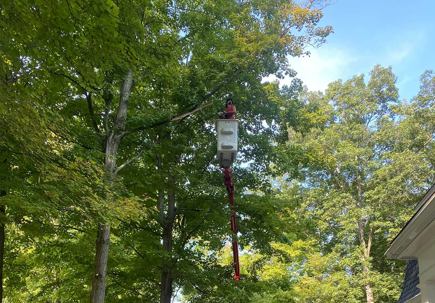 Premier Tree Specialists gallery 10
