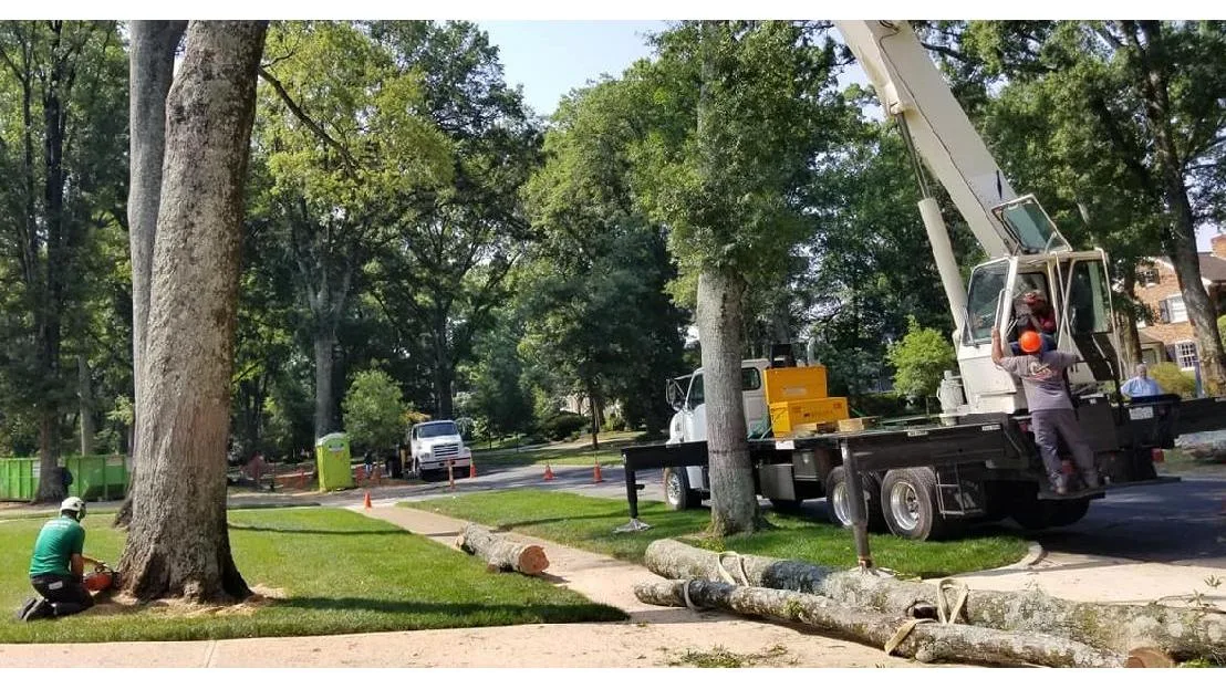 Queen City Tree Service work site