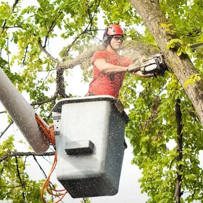 Queen City Tree Service gallery 2