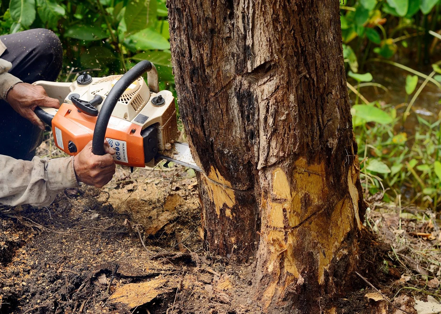 Queen City Tree Service gallery 3