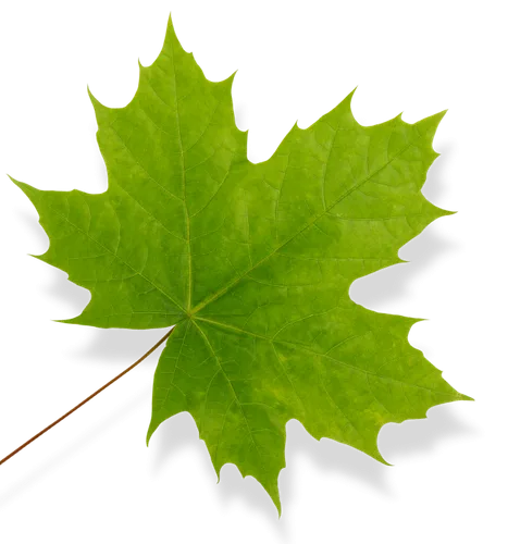 Queen City Tree Service gallery 4