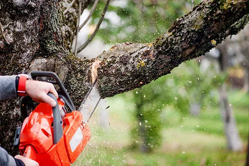 R&G Tree Service gallery 9
