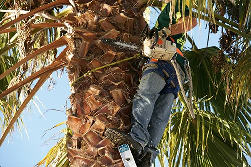 R&G Tree Service gallery 10