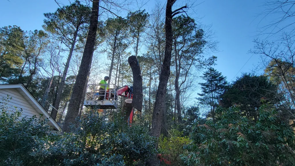 Raleigh Tree Service work site