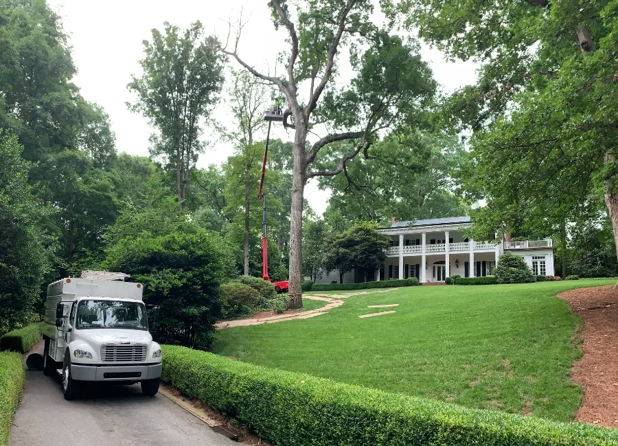 Raleigh Tree Service gallery 2