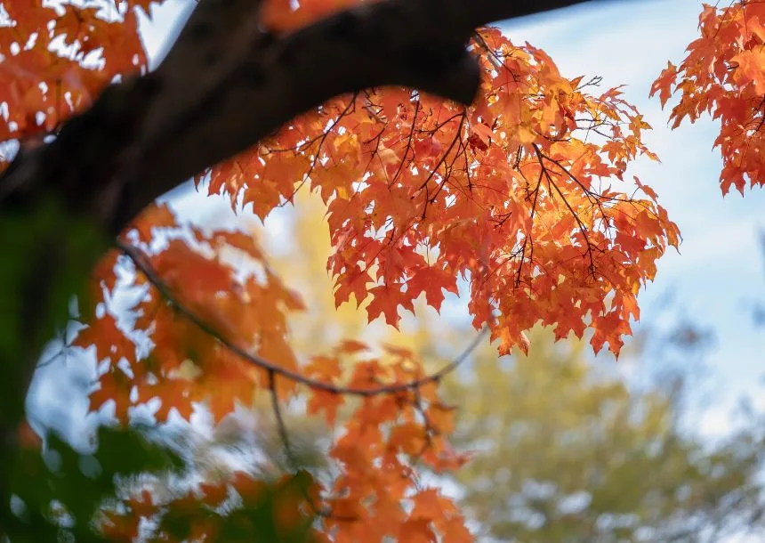 Raleigh Tree Service gallery 4