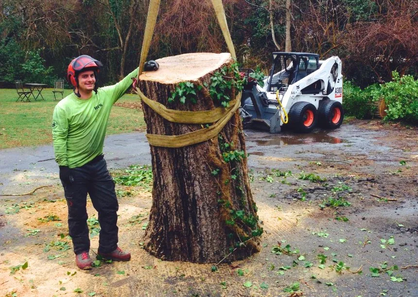Raleigh Tree Service gallery 8