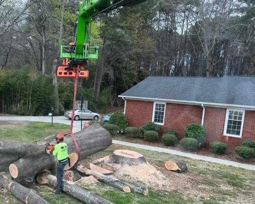 Raleigh Tree Service gallery 9