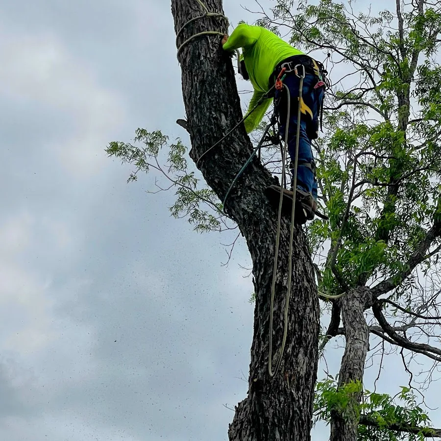 Ramirez Tree Service work site