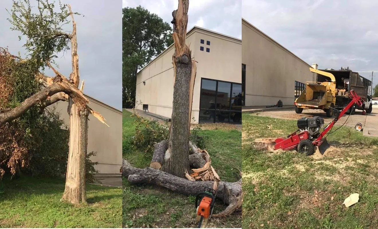 Ramirez Tree Service gallery 3