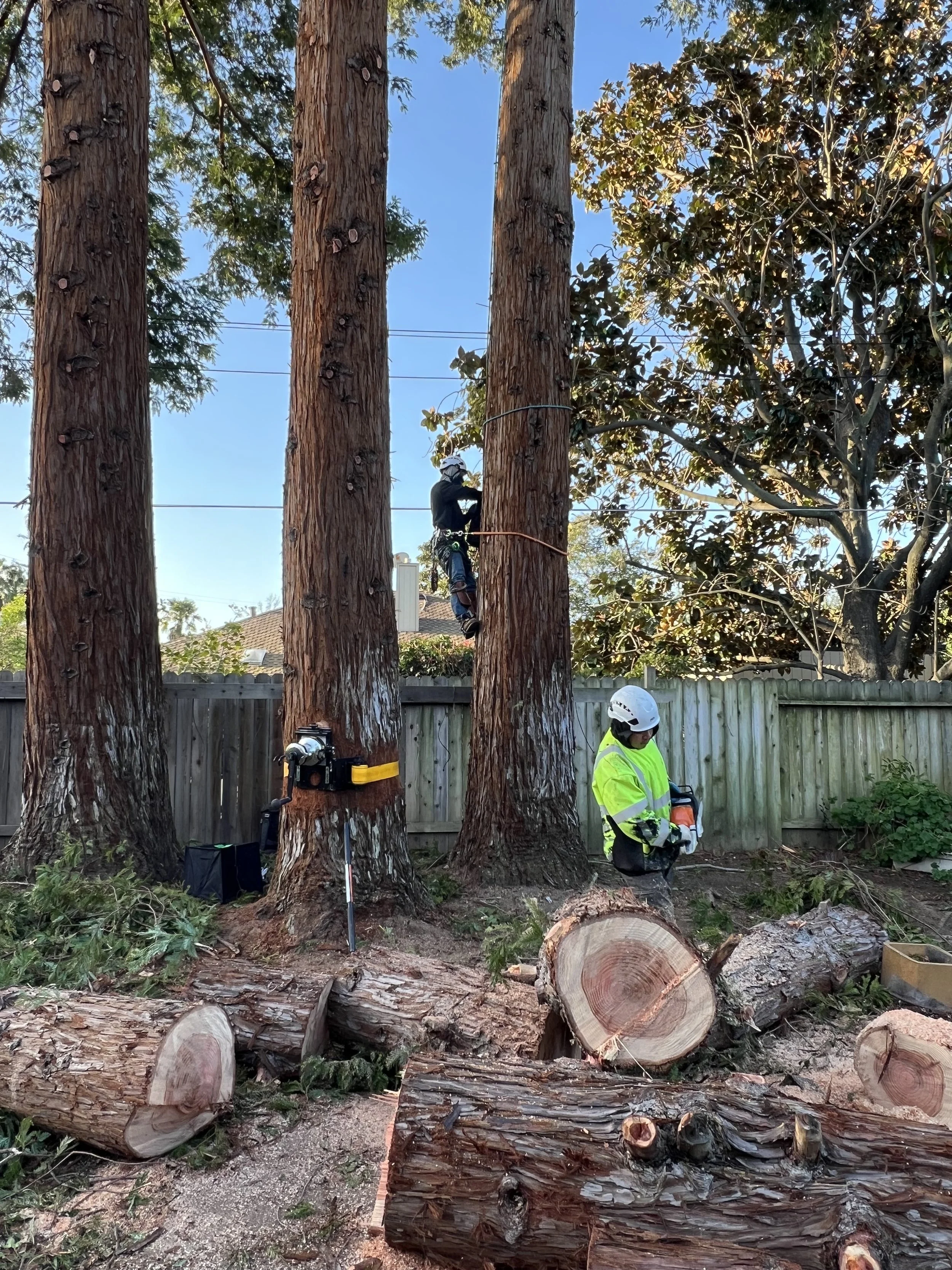 Raul's Tree Care gallery 2