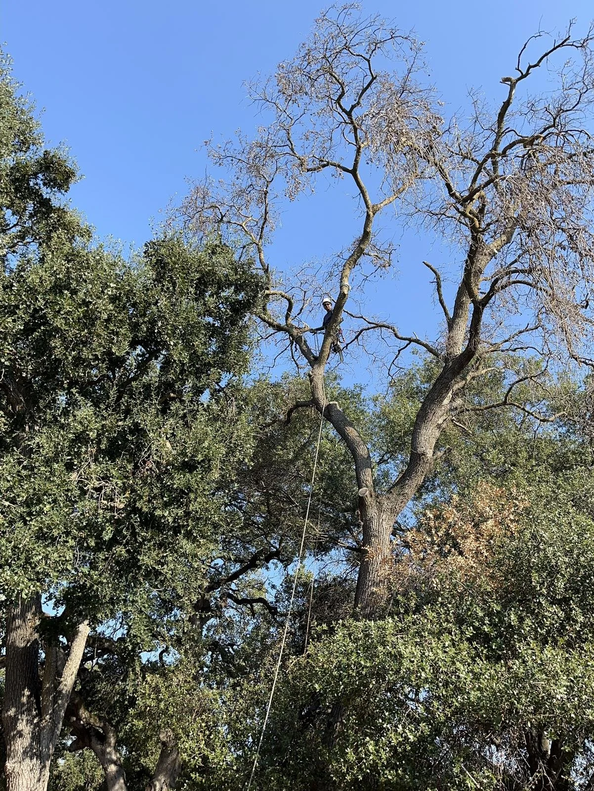 Raul's Tree Care gallery 4