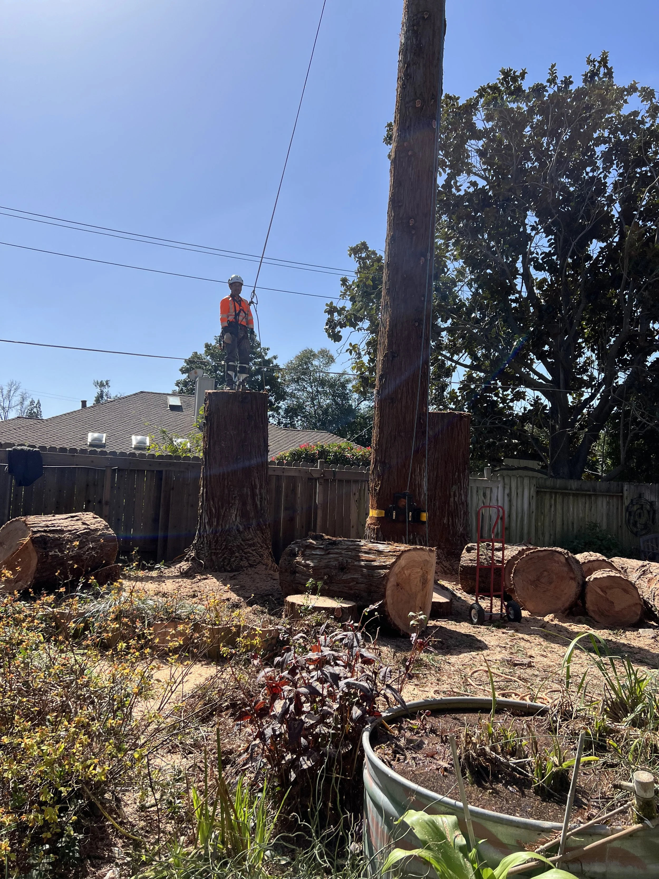 Raul's Tree Care gallery 5