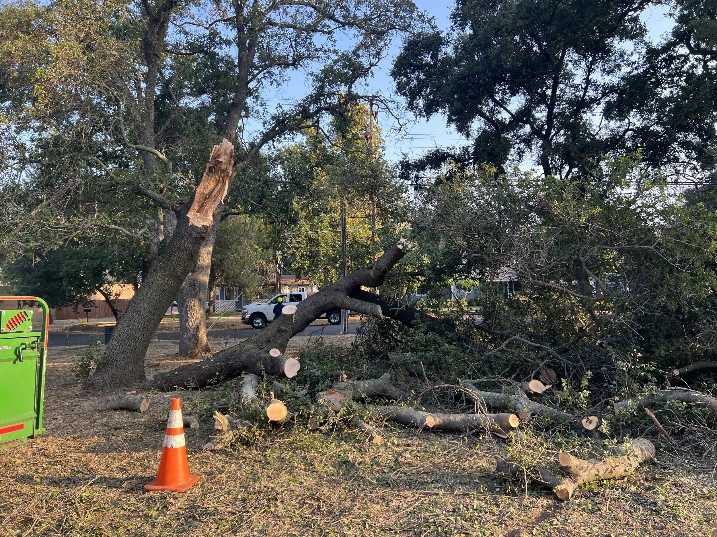 Raul's Tree Care gallery 7